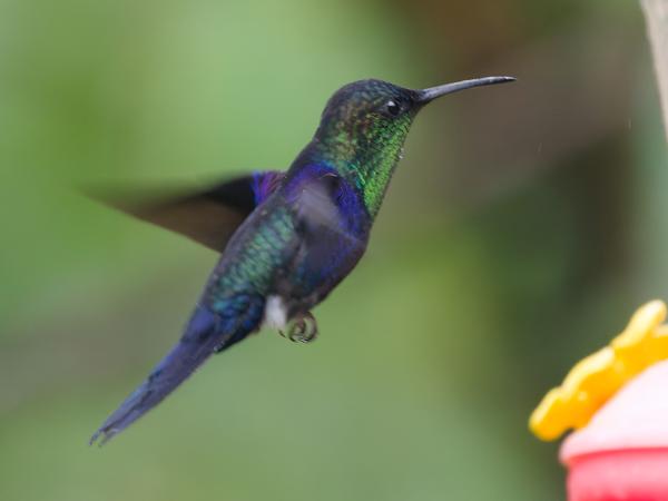 <h3><a href="/trips/costa-rica/biota/animalia/chordata/aves/033 apodiformes/004 trochilidae/heliodoxa jacula/heliodoxa jacula-nl.html">Heliodoxa&nbsp;jacula</a> / Green‑crowned&nbsp;brilliant / Groenkruinbriljantkolibrie</h3>OM-1 Mark II met OLYMPUS M.150-400mm F4.5, 1/500 sec  bij F4.5, ISO 10000, afstand 4.45&nbsp;m